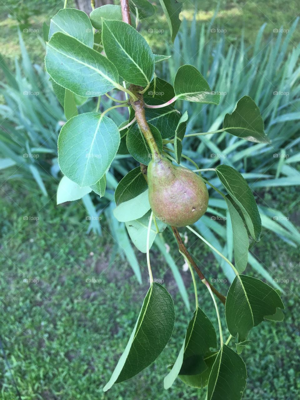 Pear growing on the tree
