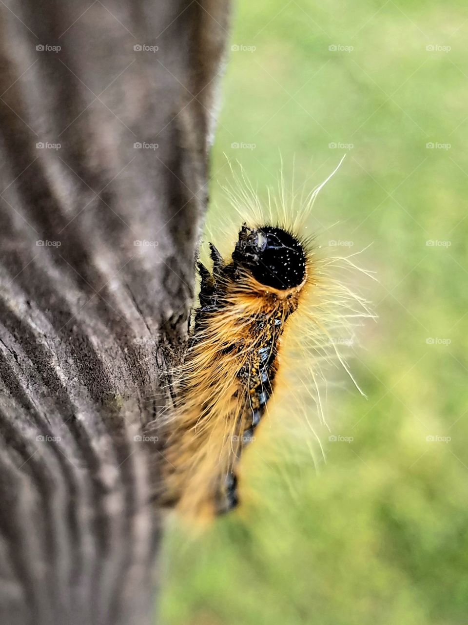 Caterpillar Headshot