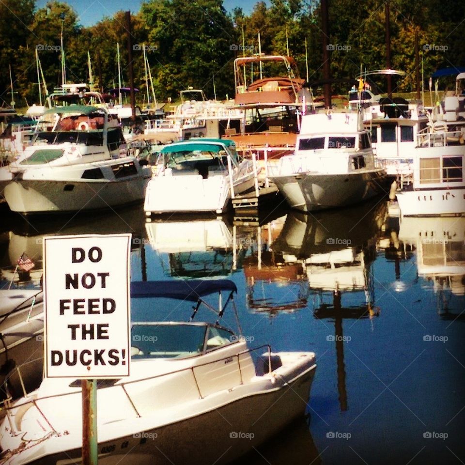 Don't Feed the Ducks 