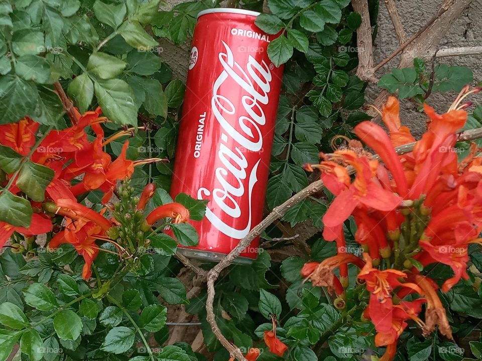 portrait : coca cola can