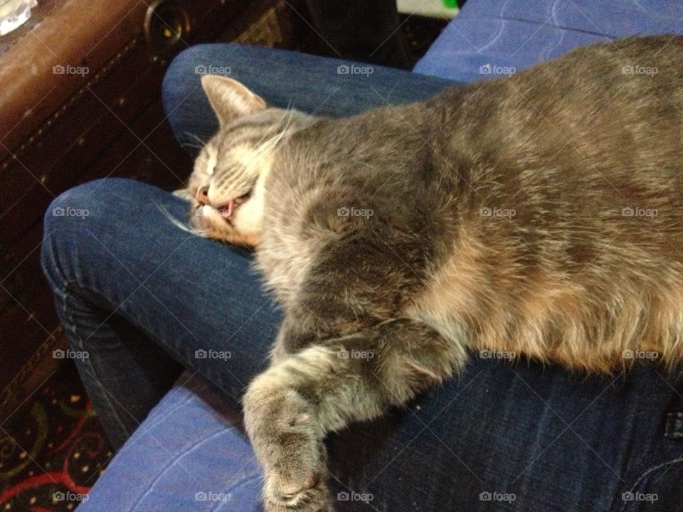 Cat asleep on owner's legs