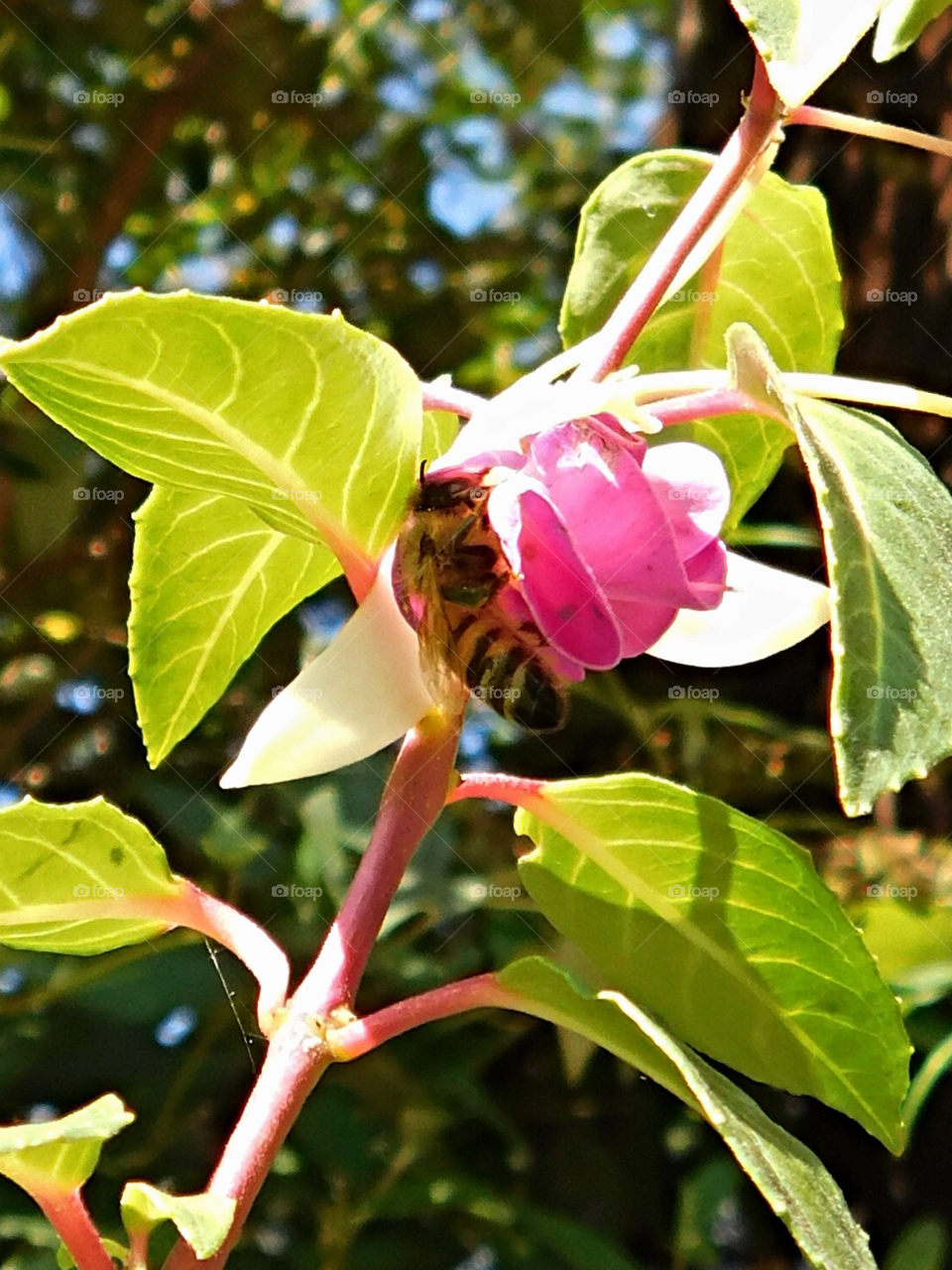 Bee enjoying some fuchsia