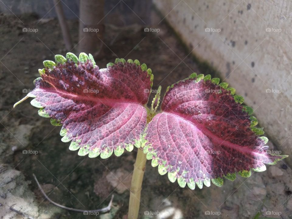 purple colour flower looks very beautiful generally found everywhere fresh seasonal