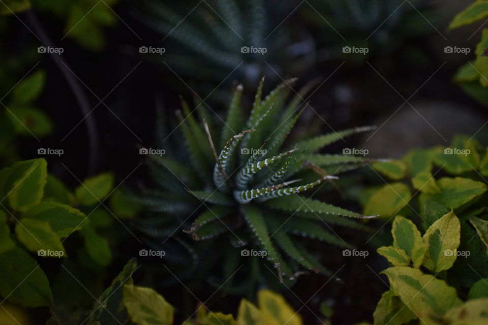 Zebra plant