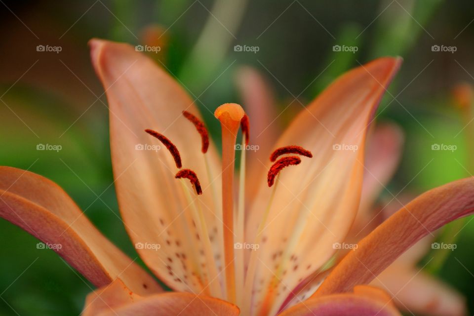 Tiger Lily at its Golden Hour 