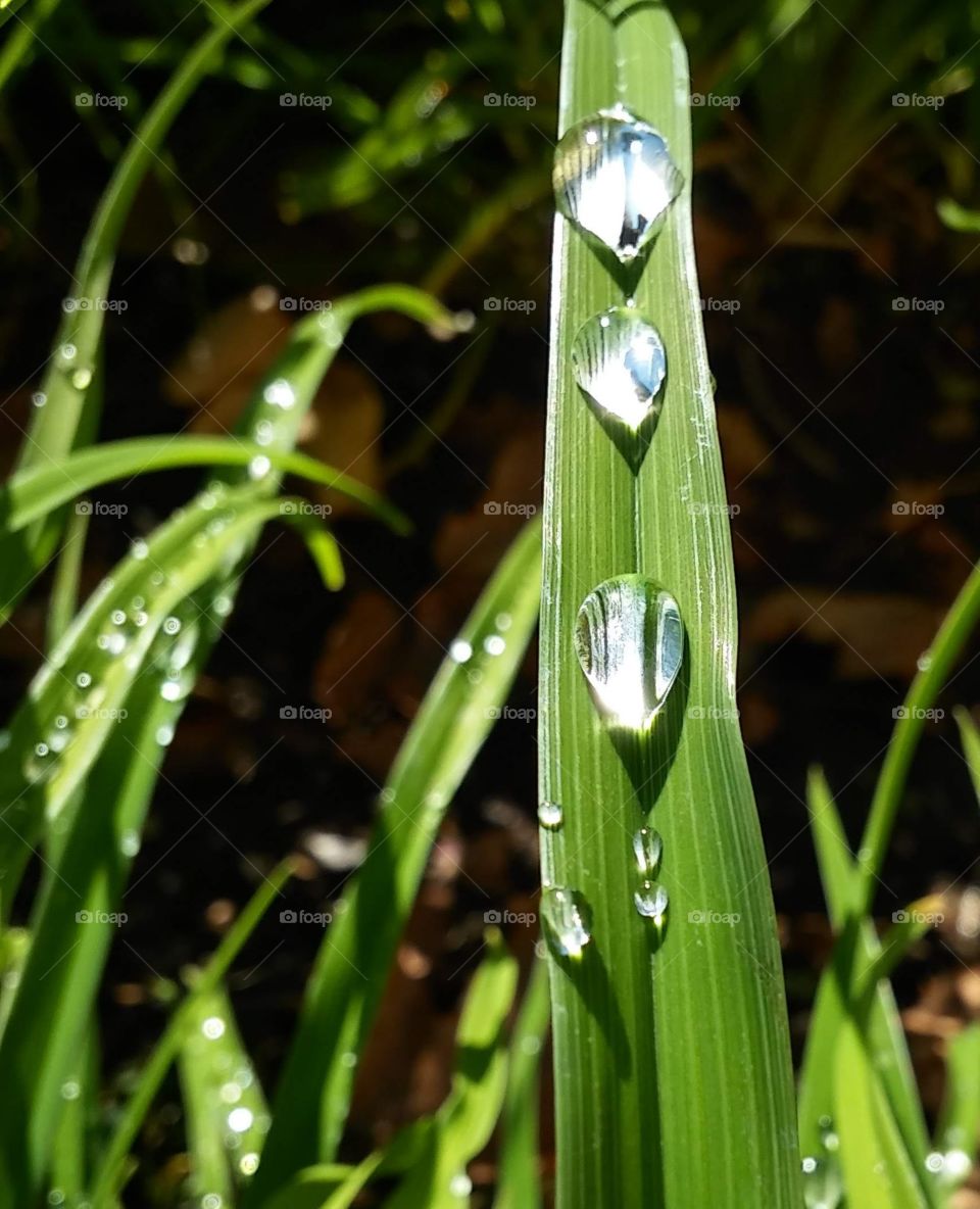 plant life, water drops on a leaf