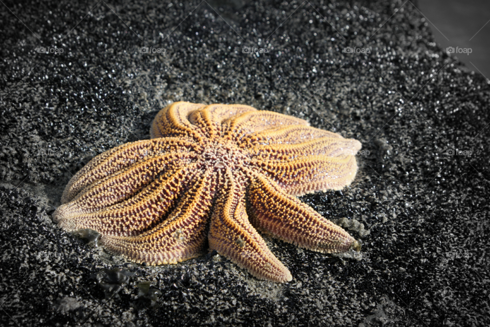 Starfish on the rocks