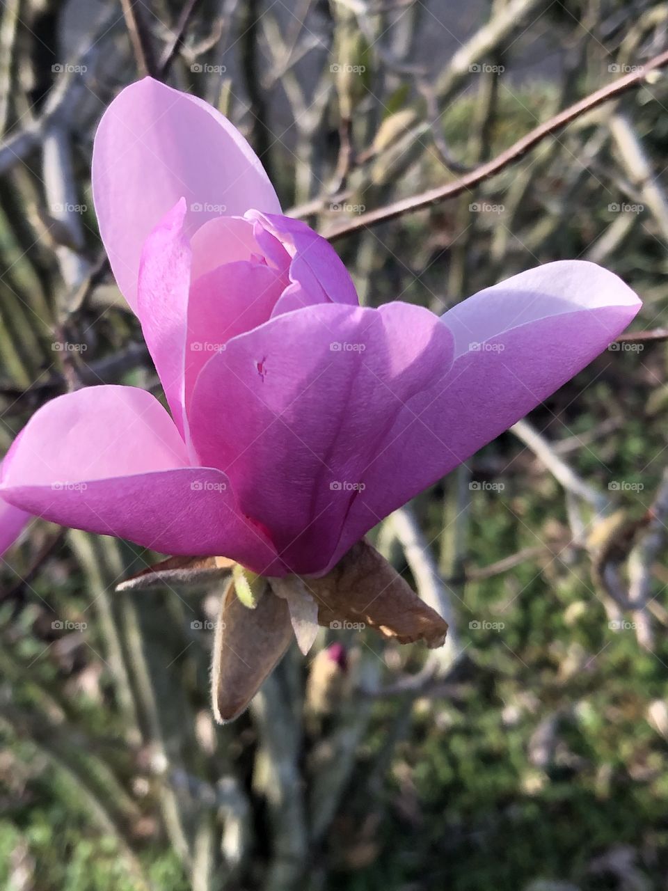 The Beginning Of Spring 