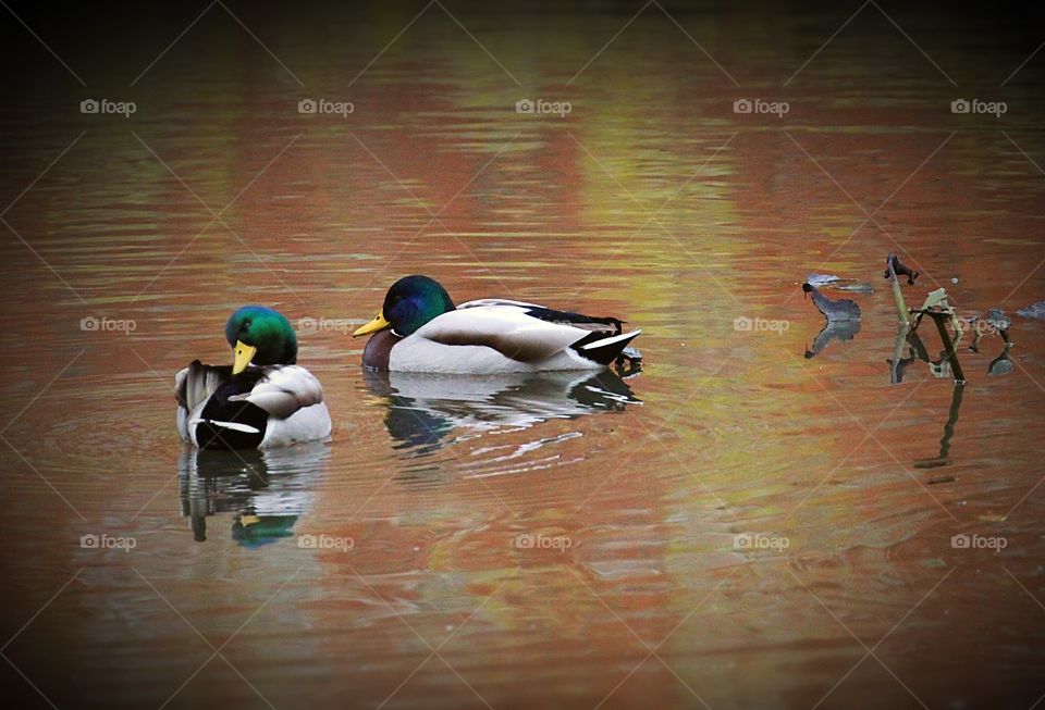 Mallard duck preening 