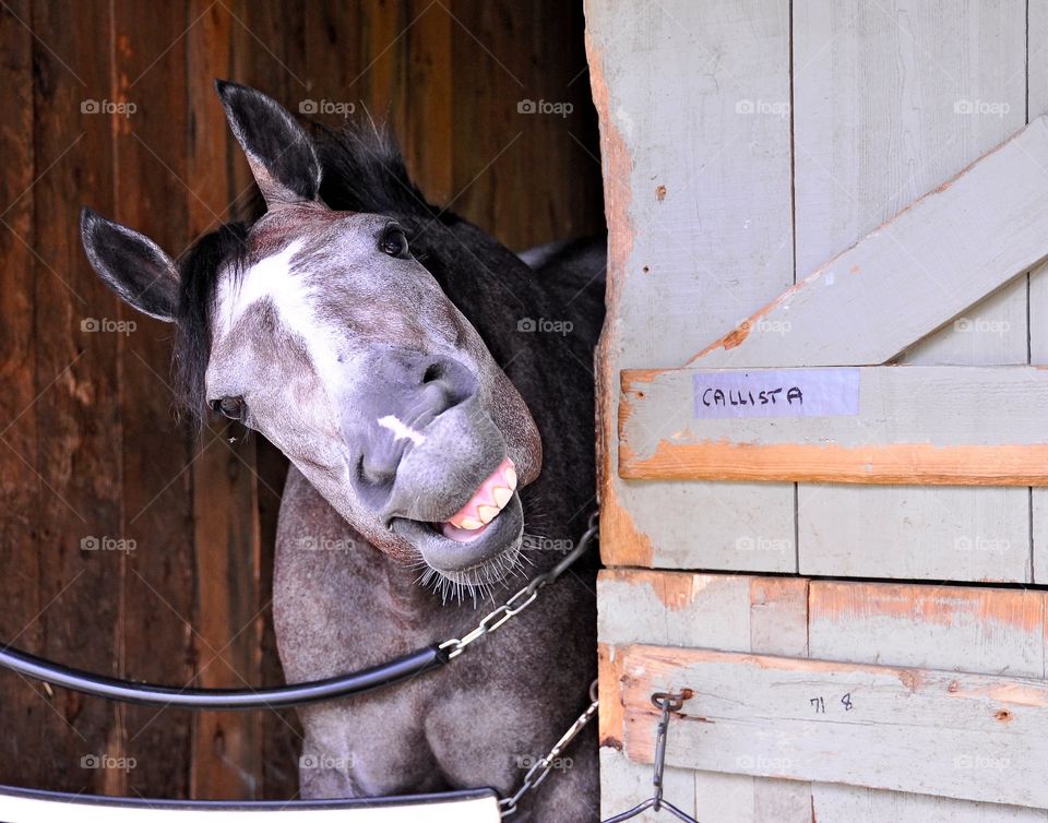 Cal lists by Tapit. The roan filly by Tapit is al lol as I shot this photo of Callista in her stall at historic Saratoga.
Fleetphoto
