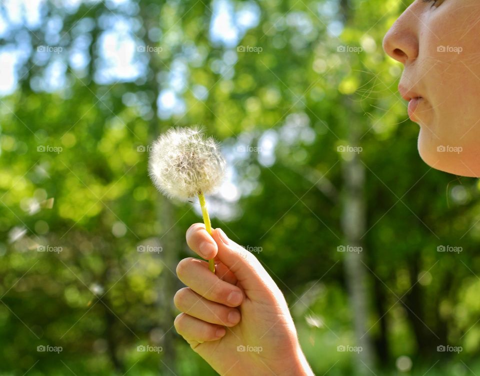 white flowers fluffy dandelion in the hand girl summer time green background