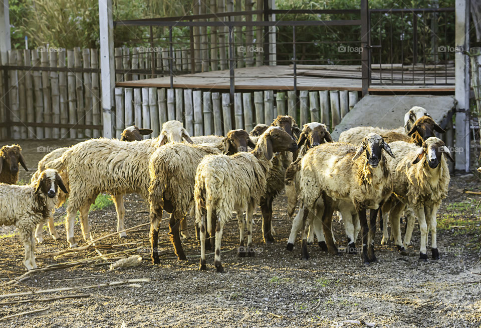 Sheep in the fence on the grass and the morning sun.