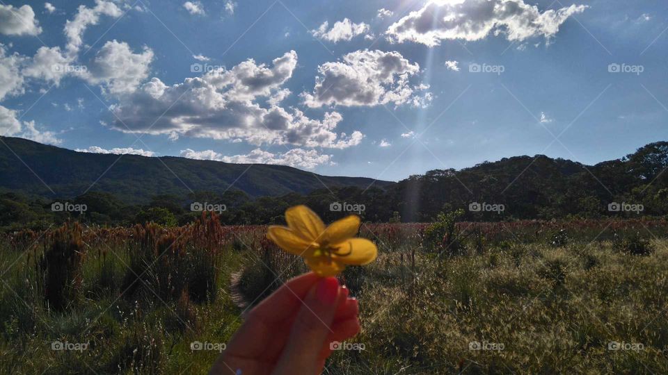 Flower of Cerrado in Minas Gerais