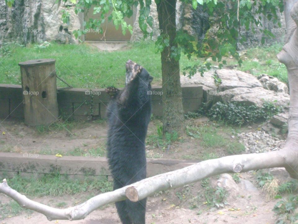 Un ours Parc de la tête d’or Lyon