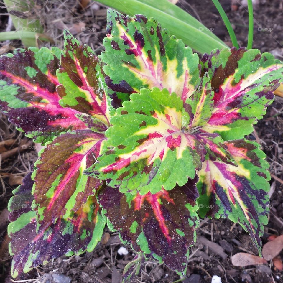 Coleus Plant. colorful plant growing in a garden