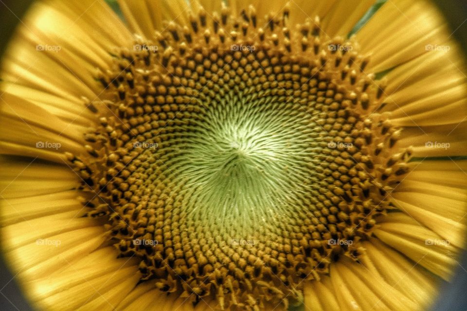 Symmetrical sunflower 