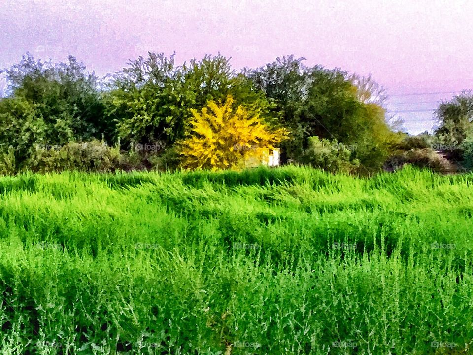 Yellow in a field of Green