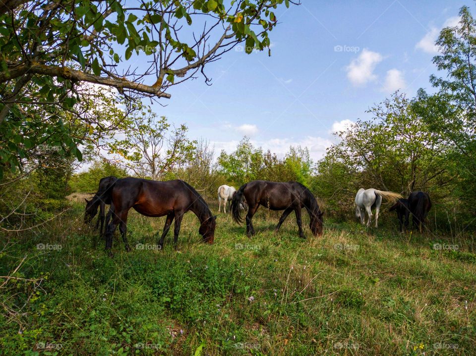 Horses graze in a clearing in the forest.