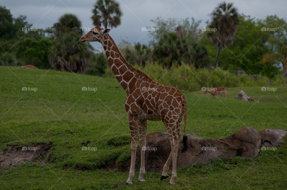 Giraffe