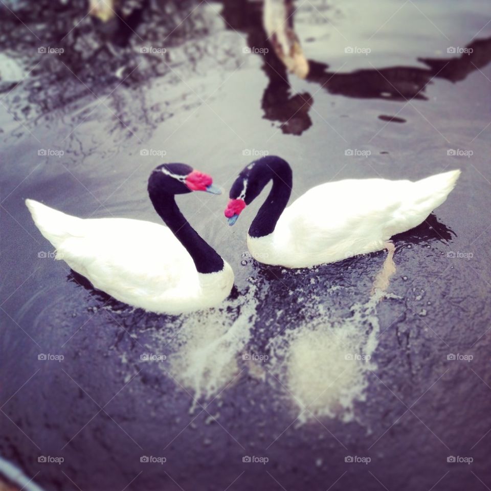 Swan Love...