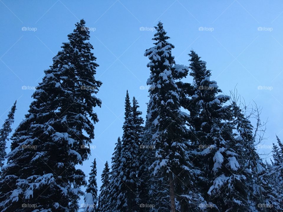 Tall winter trees 
