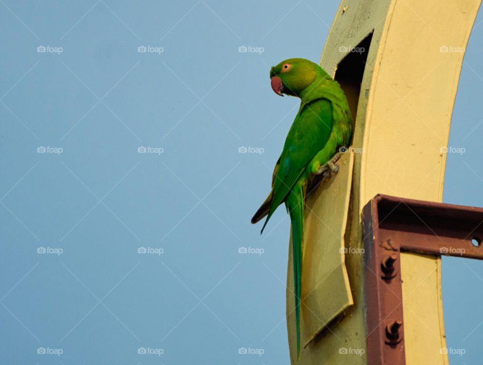 Bird photography  - India  parrot