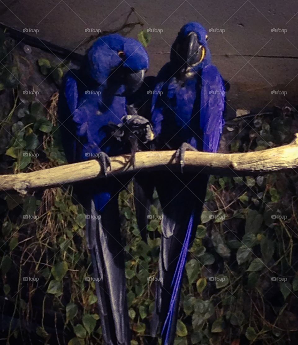 Hyacinth macaw. Two blue Hyacinth macaws. 