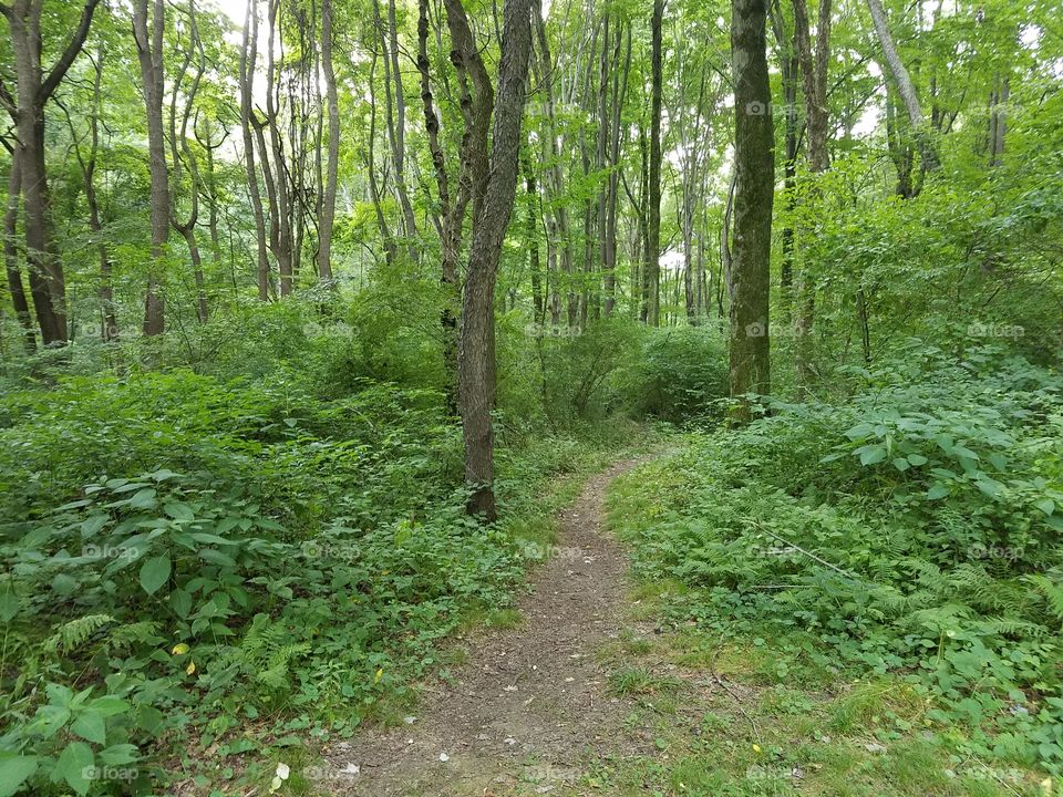 path going into the woods at Bushy Run Battlefield