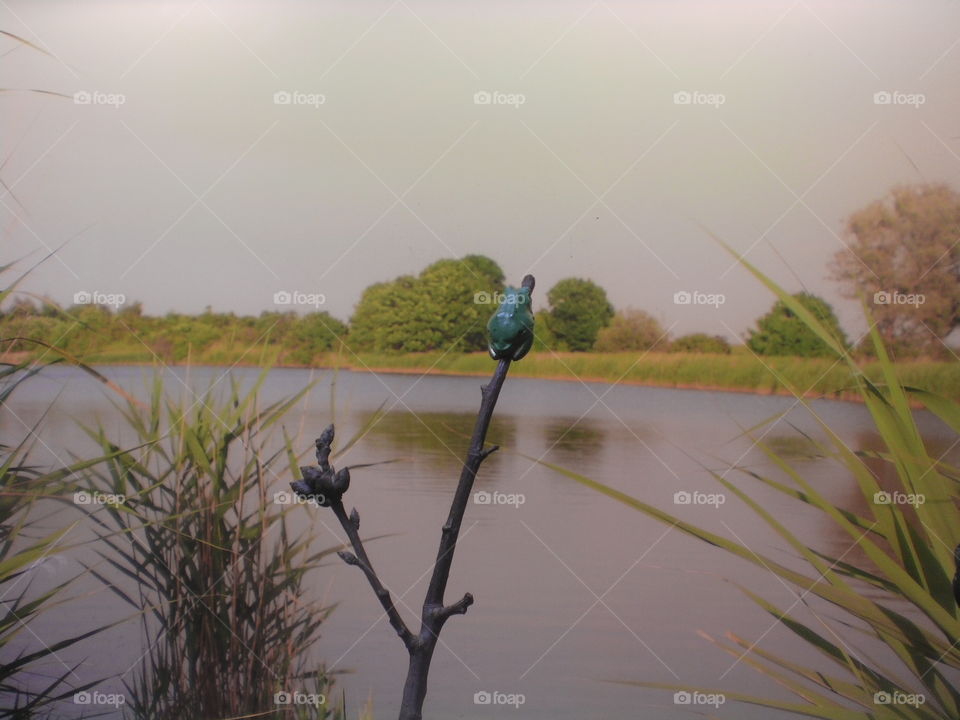 The frog and a river