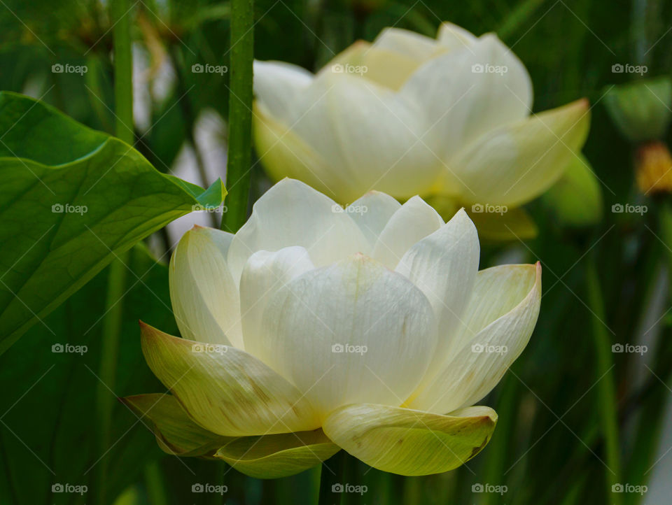 Close-up of two white flowers blooming