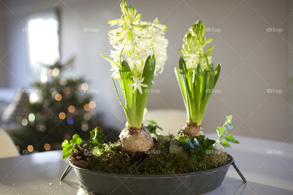 Flowery plant in flat pot