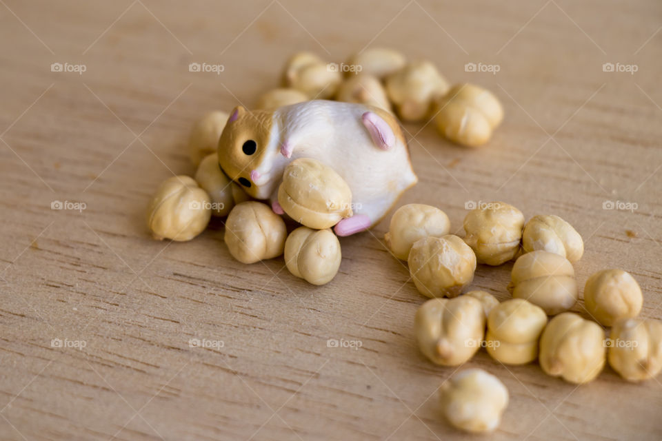chickpea or chick pea (Cicer arietinum) with miniature hamster.