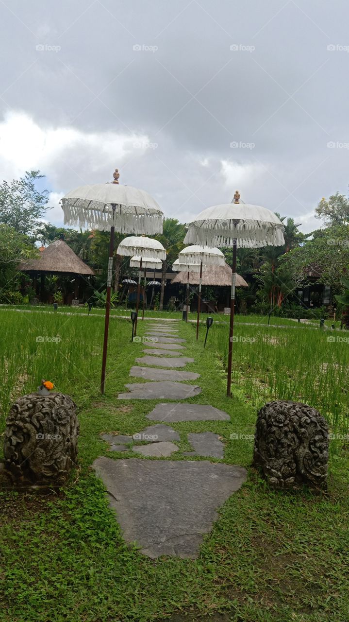 path between paddyfield