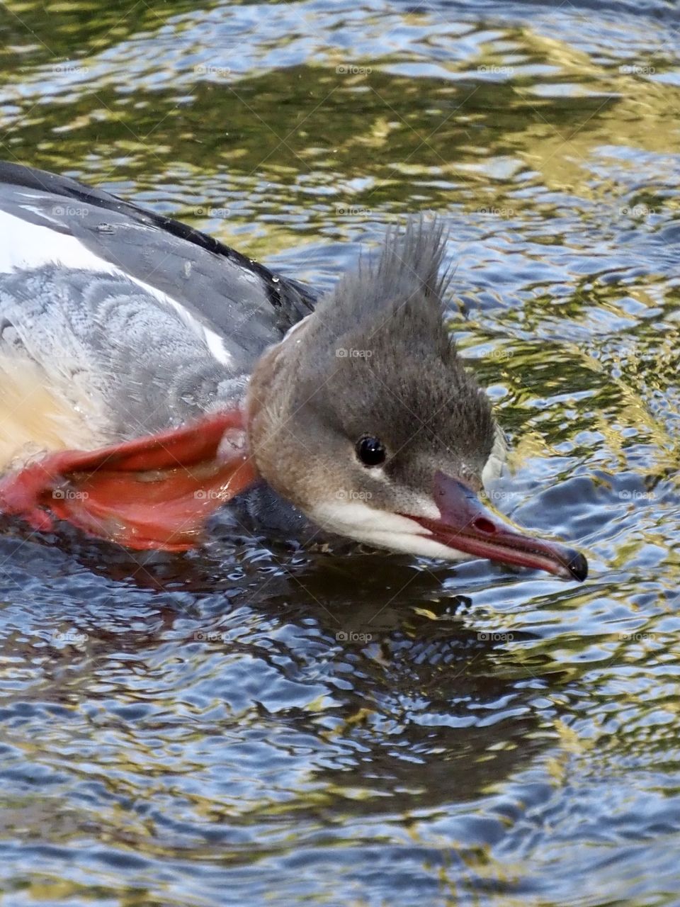 Merganser