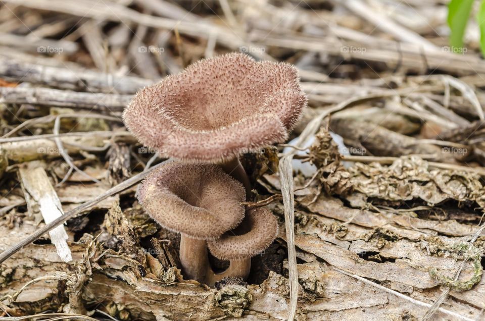 Brown Toadstools