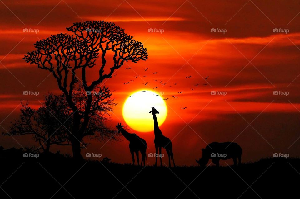 This is a beautiful picture of the wildlife in Africa and the sunset in the background.