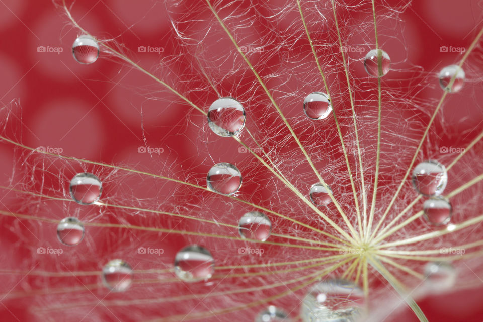 Water drops on a parachutes dandelion on a red background. dew drops on a dandelion seed macro. magic dream concept