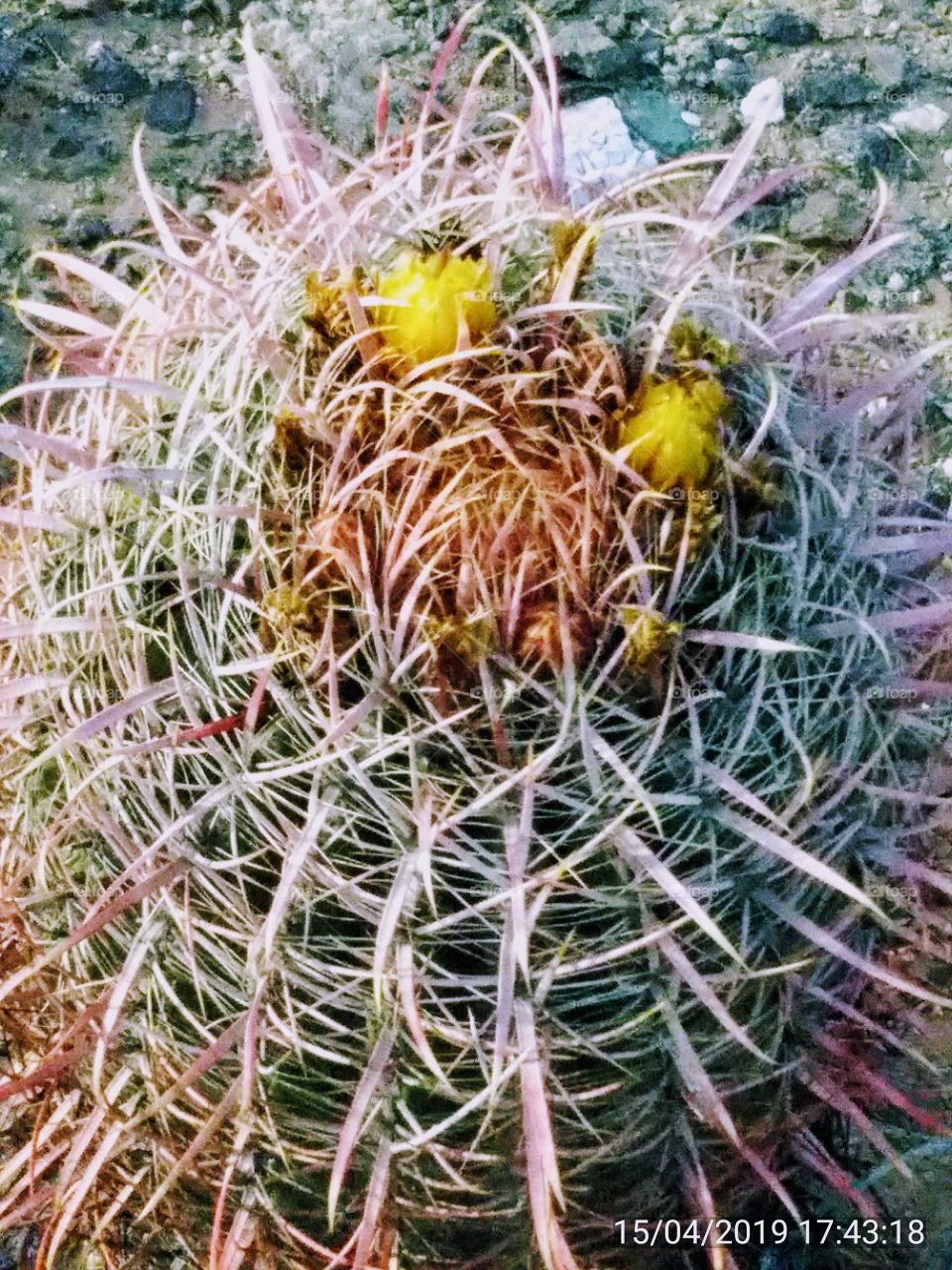 Fish hook Barrel Cactus -very sharp spines and yellow flowers