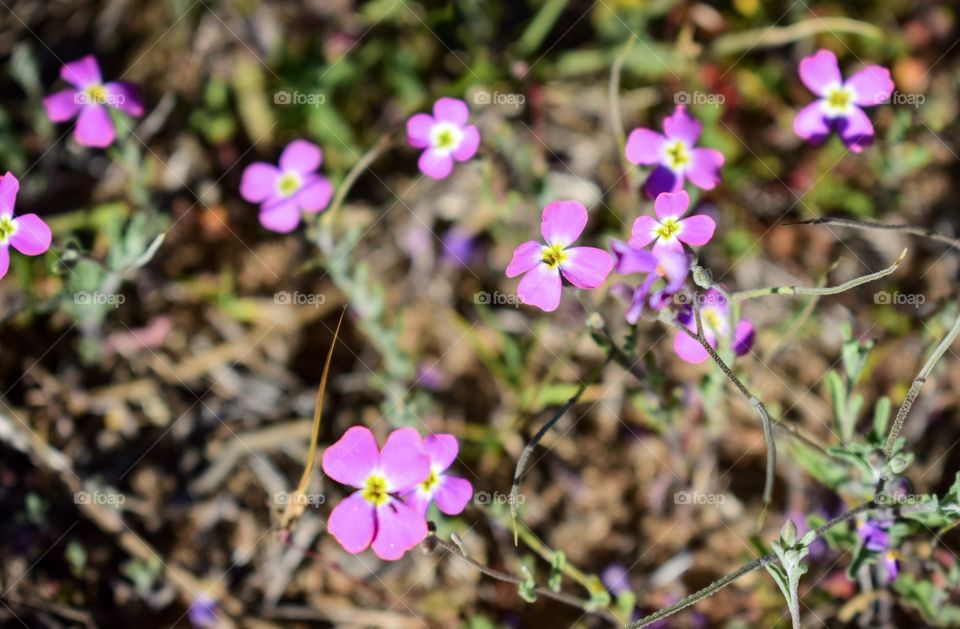 Small and beautiful pink flowers