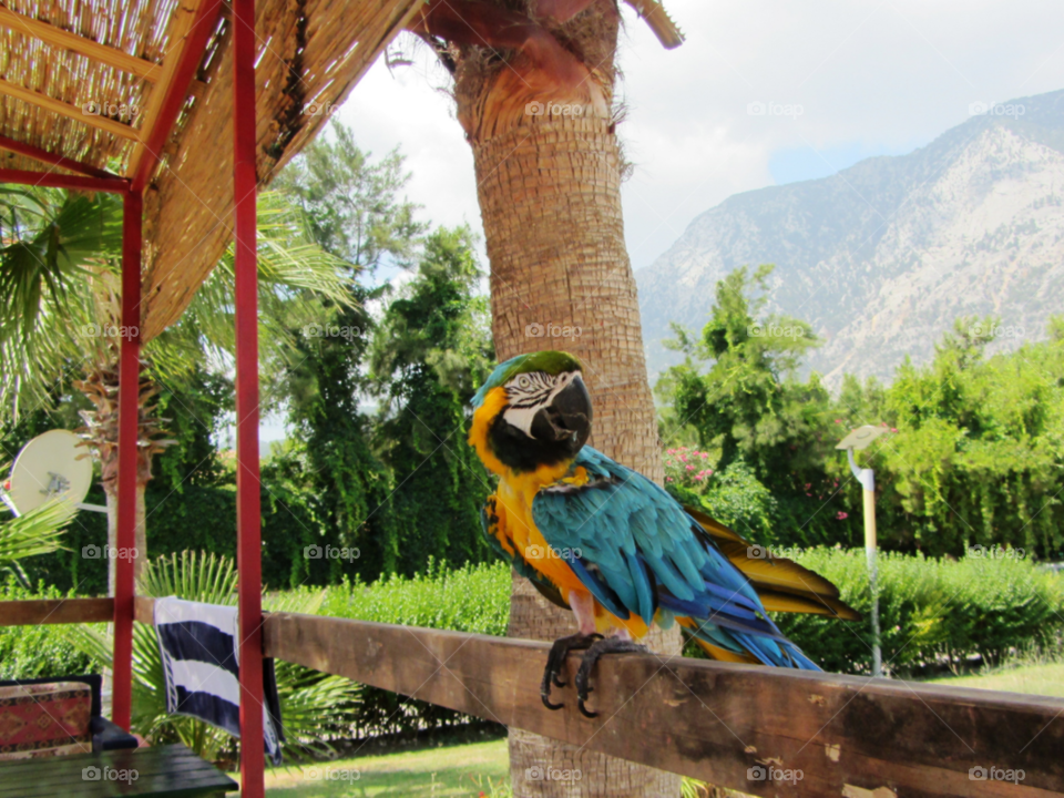Попугай-наблюдатель. Турция.