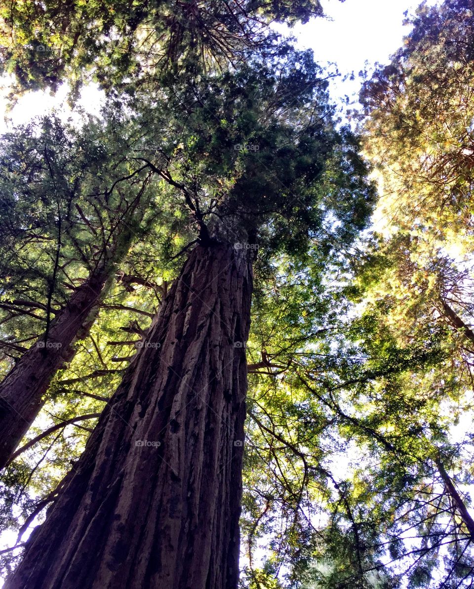 Tree view