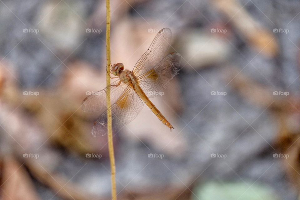 they evolved in the early Mesozoic era