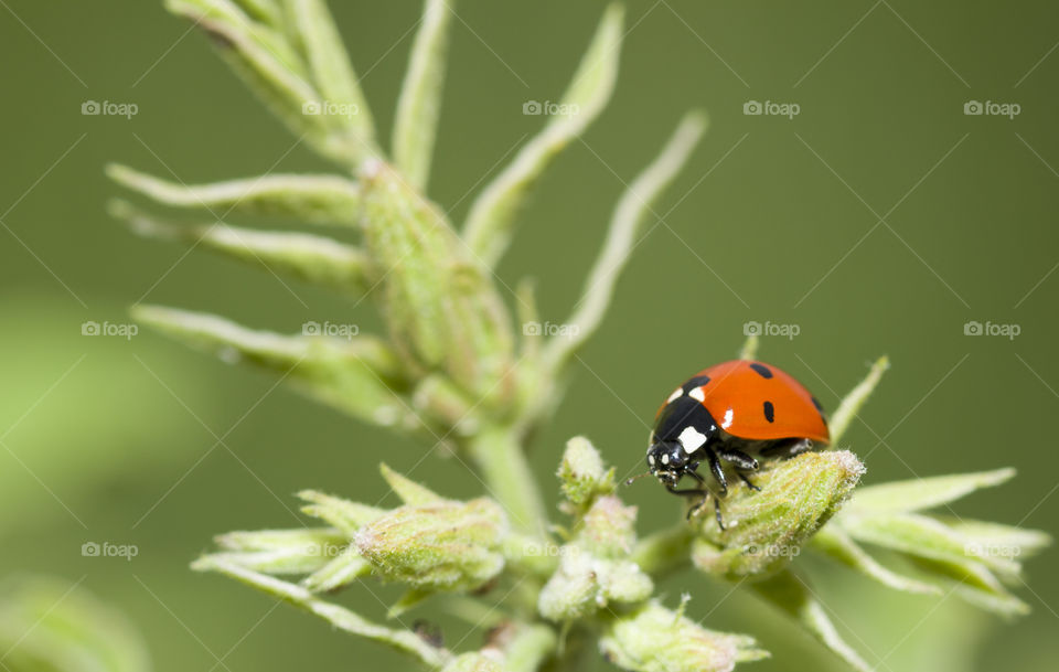 ladybug on a green plant.  summer meadow. summer background and brightly colors !