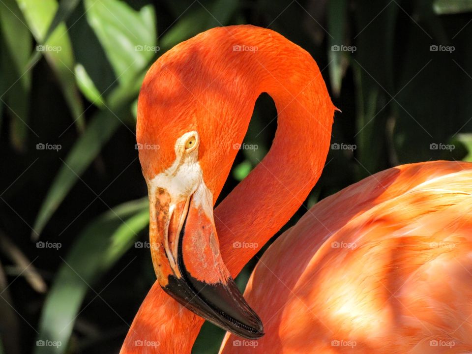 ave flamingo