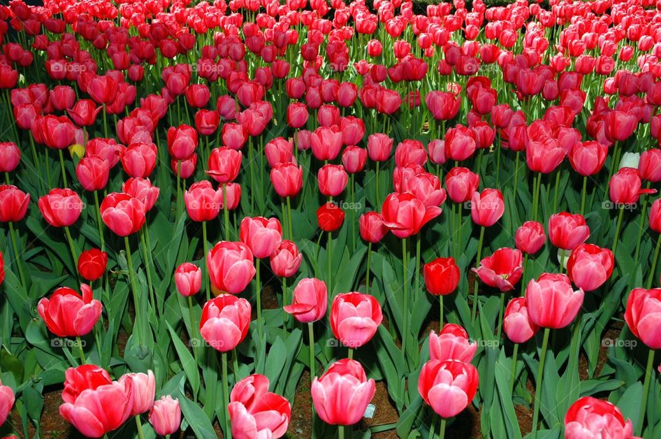 Tulip explosion