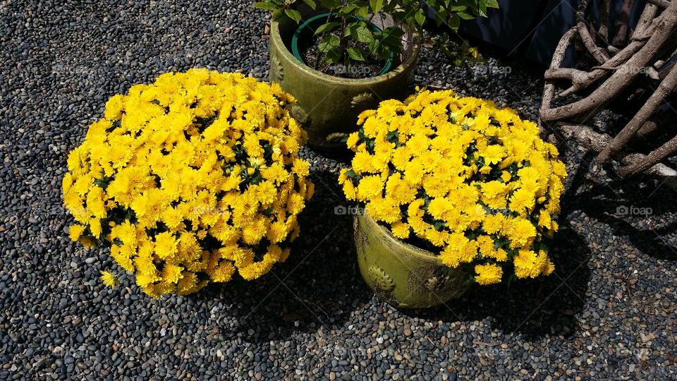 sunflower baskets