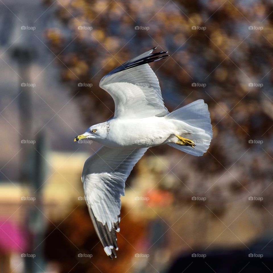 Close-up of flying seagull