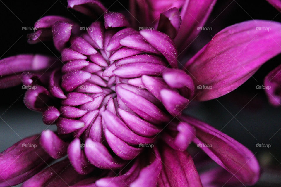 purple flower with multiple long petals