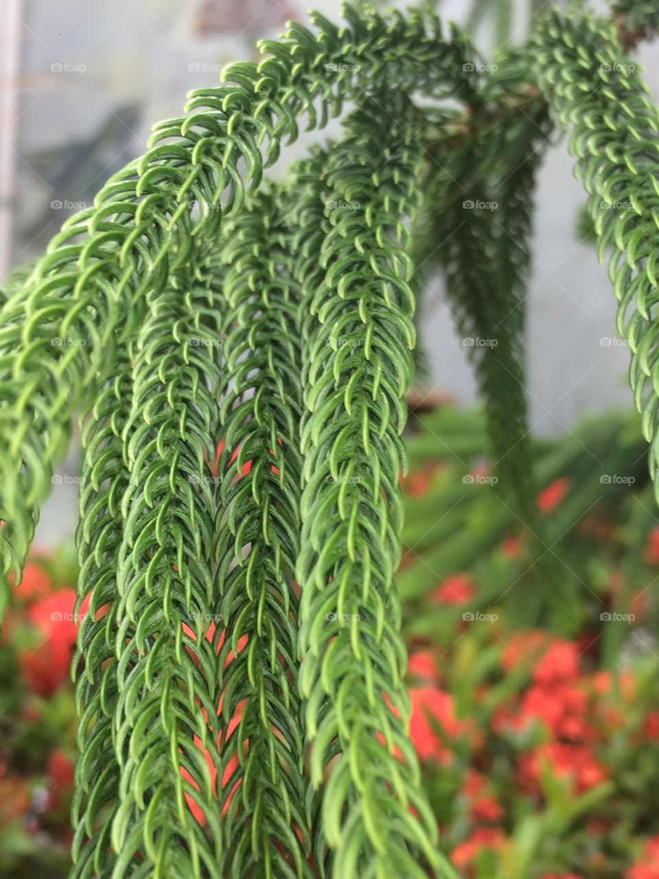 Spruce, Pine or Fir?