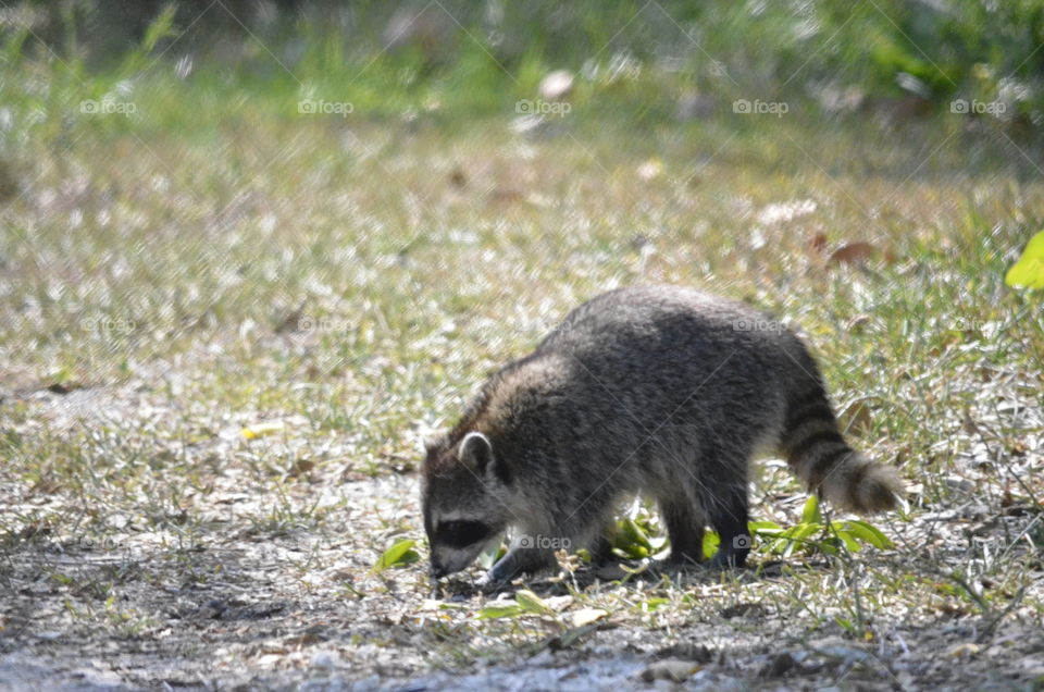 Raccoon